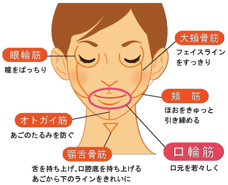 口の周りの筋肉と健康の意外な関係 横浜市の矯正専門歯科 福増矯正歯科