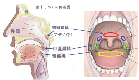 舌小帯切除術と扁桃摘出術 横浜市の矯正専門歯科 福増矯正歯科